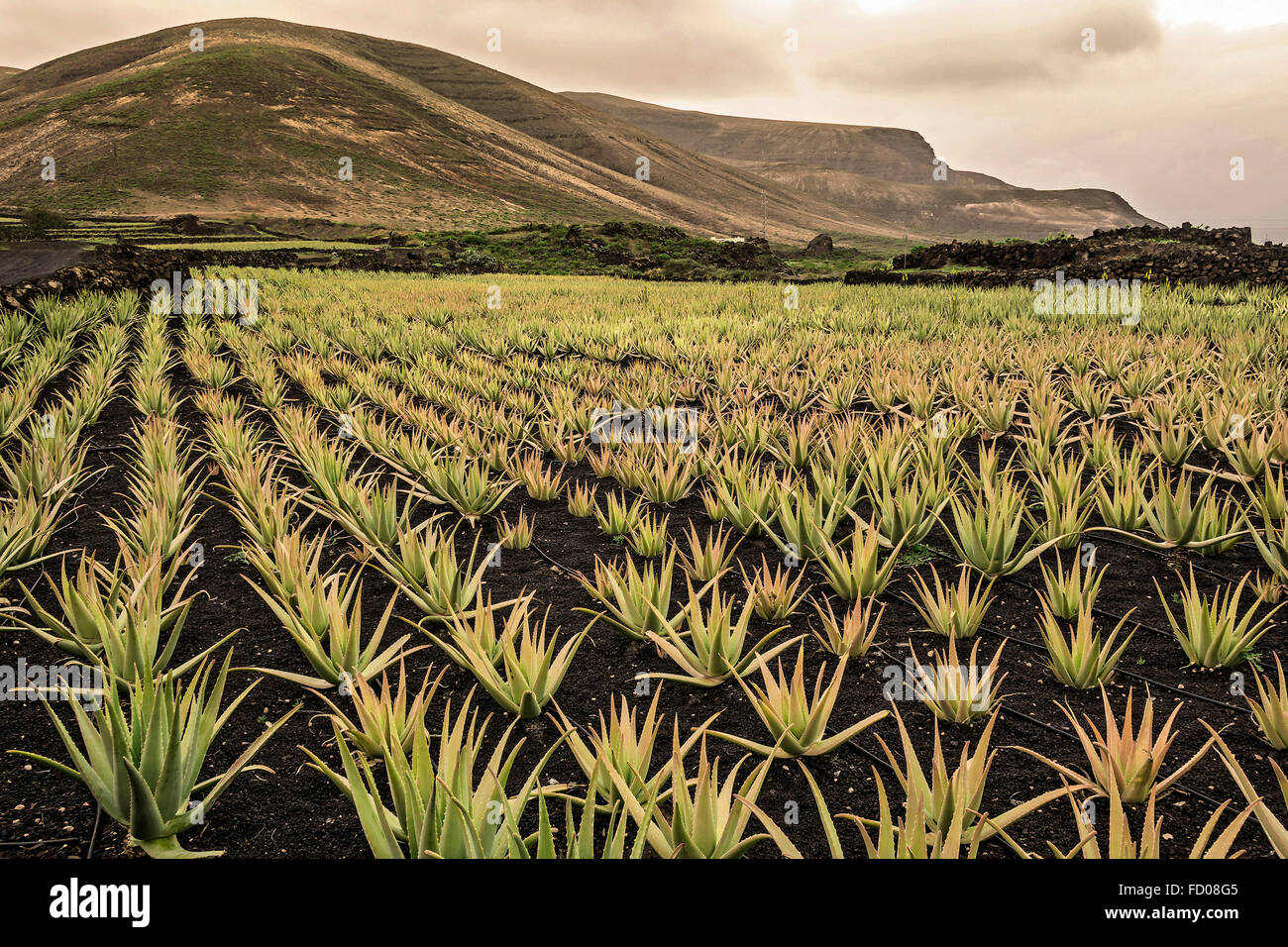 Cultivated Aloe Vera Plants Lanzarote Spain Stock Photo