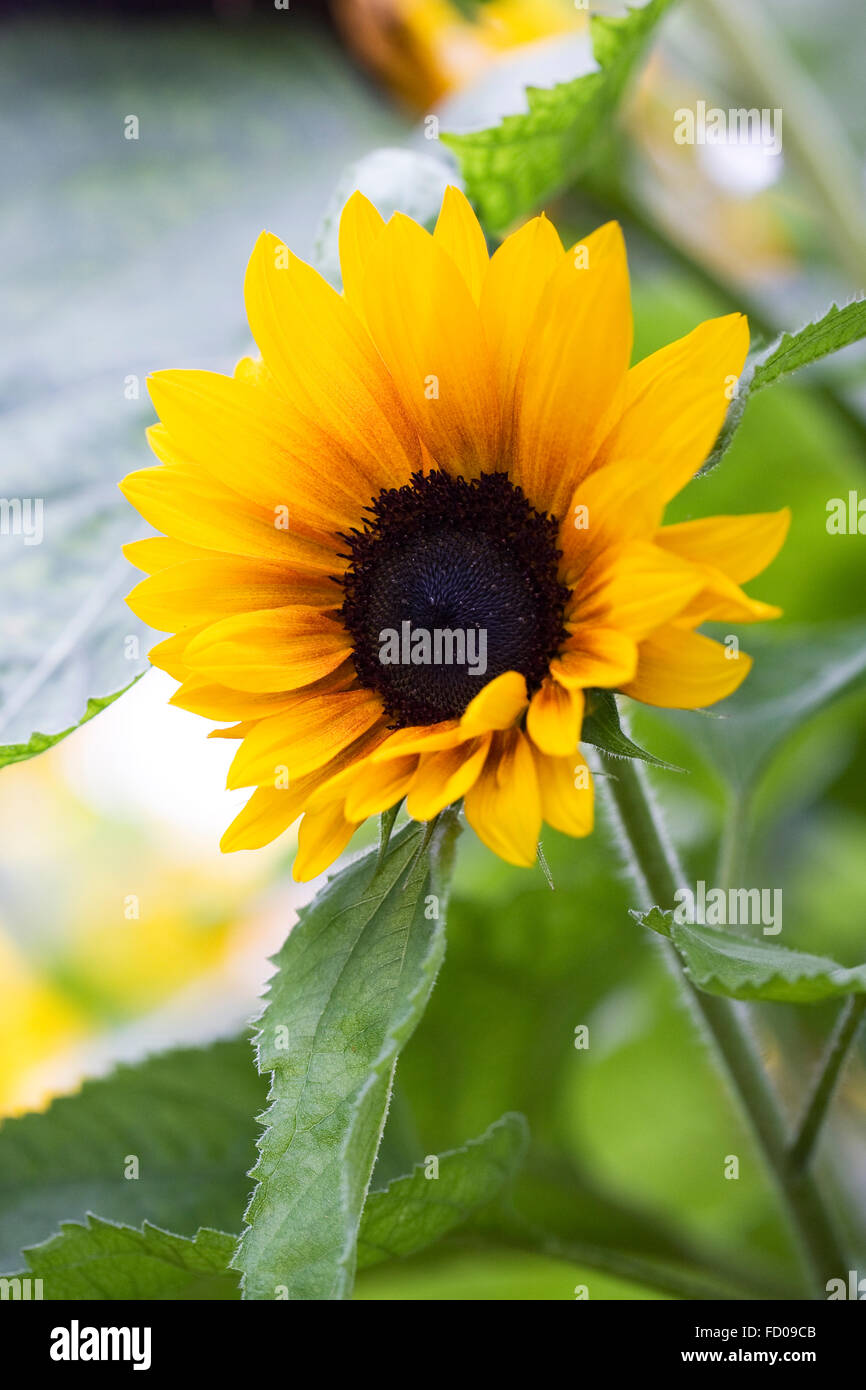 Helianthus annuus 'Solar Power' flower. Stock Photo