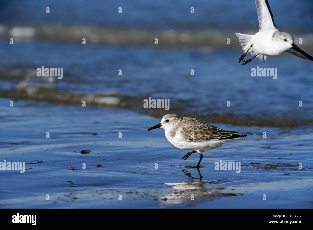 Sanderling (Calidris alba) in non-breeding plumage running along the edge of the surf along the North Sea coast in winter Stock Photo