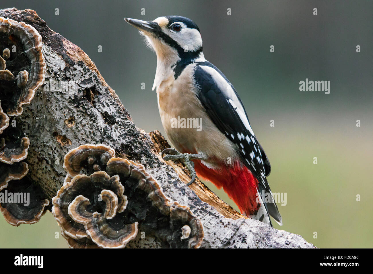 Great Spotted Woodpecker / Greater Spotted Woodpecker (Dendrocopos major) male foraging on tree trunk covered in fungi Stock Photo