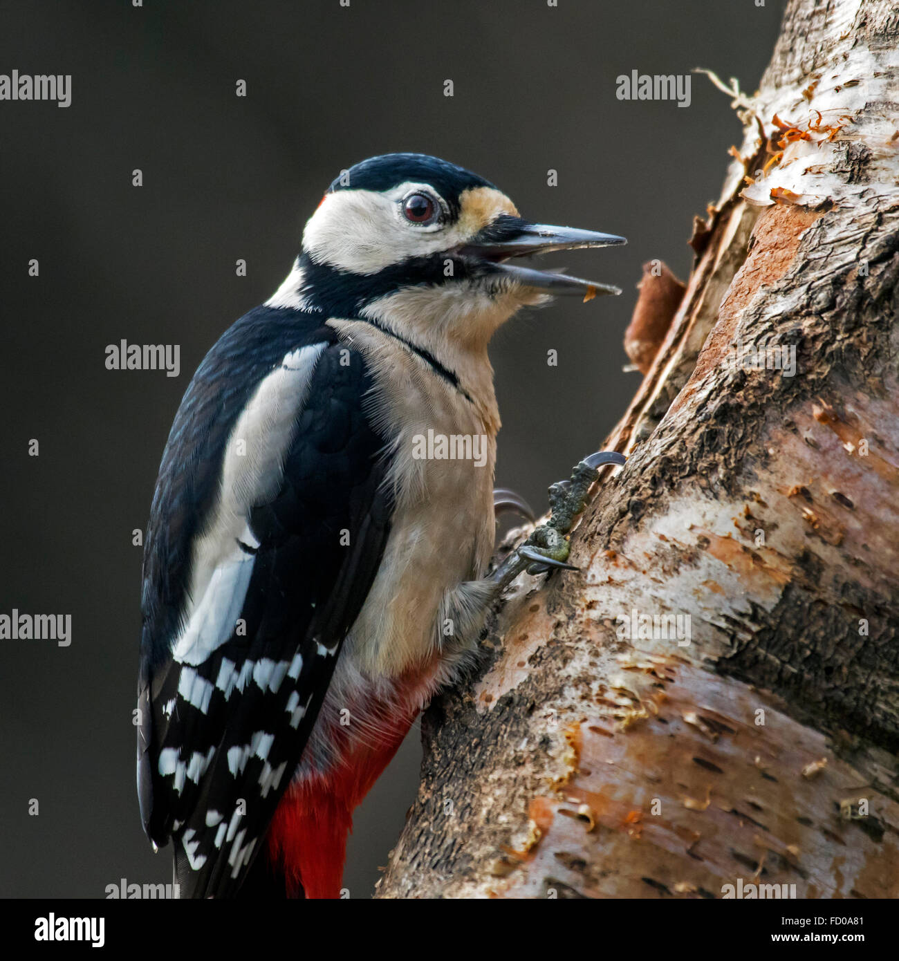 Great Spotted Woodpecker / Greater Spotted Woodpecker (Dendrocopos major) male foraging on birch tree trunk and calling Stock Photo