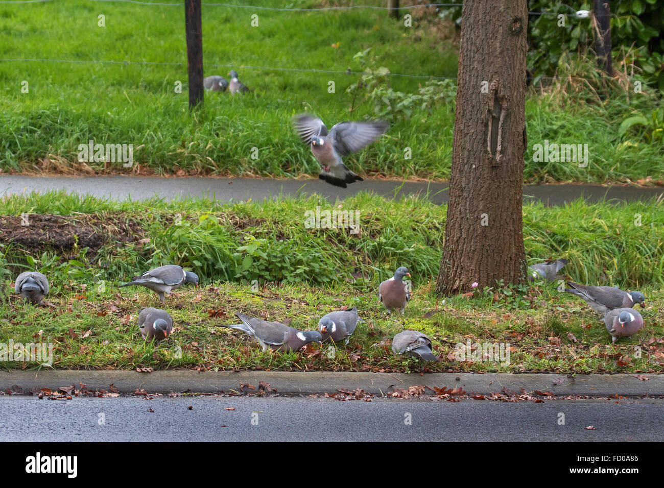 Common wood pigeons (Columba palumbus) feeding on fallen acorns from English oak / pedunculate oak trees bordering road Stock Photo
