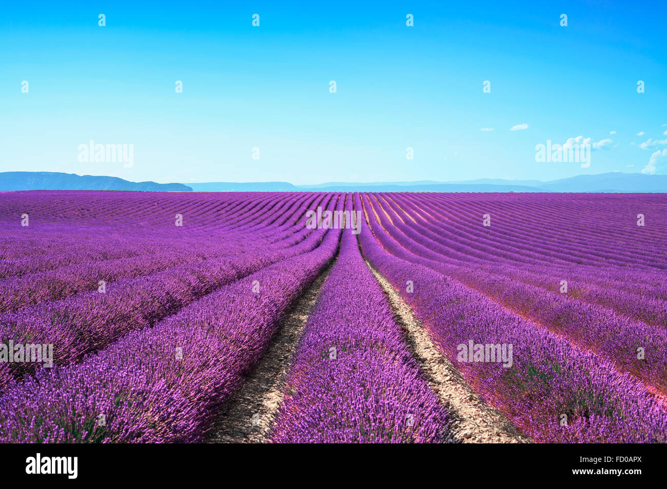 Lavender flower blooming scented fields in endless rows. Valensole plateau, provence, france, europe. Stock Photo