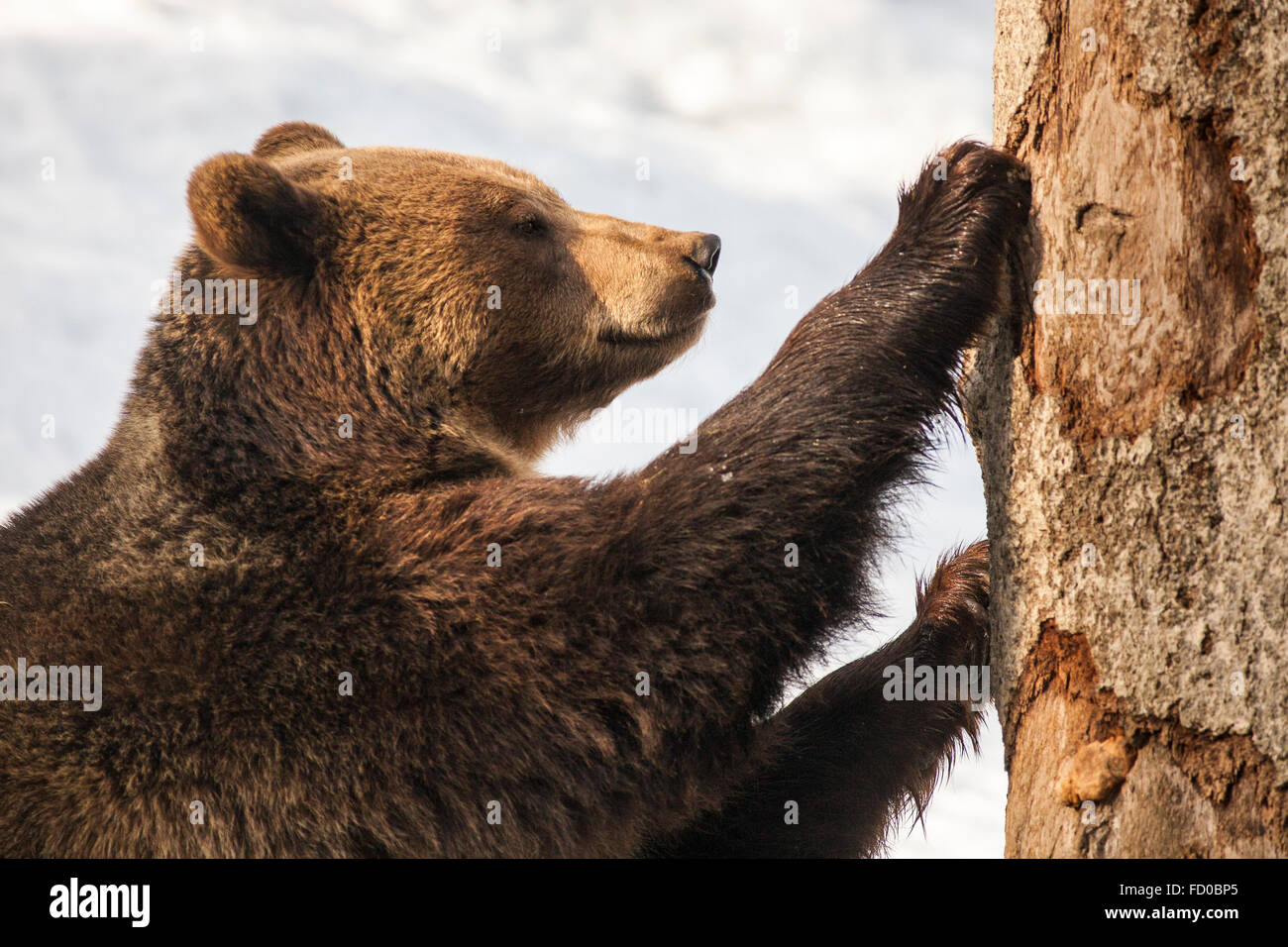Female European brown bear (Ursus arctos arctos) scratching a tree in woodland, in the Bavarian Forest National Park, Germany. Stock Photo