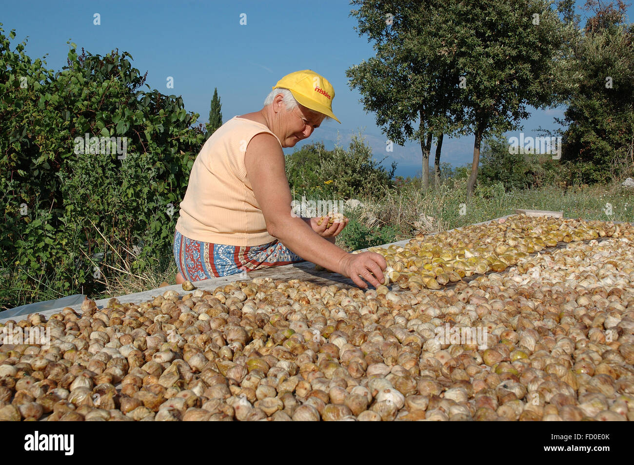Drying figs in the sun is traditional way to preserve them for winter