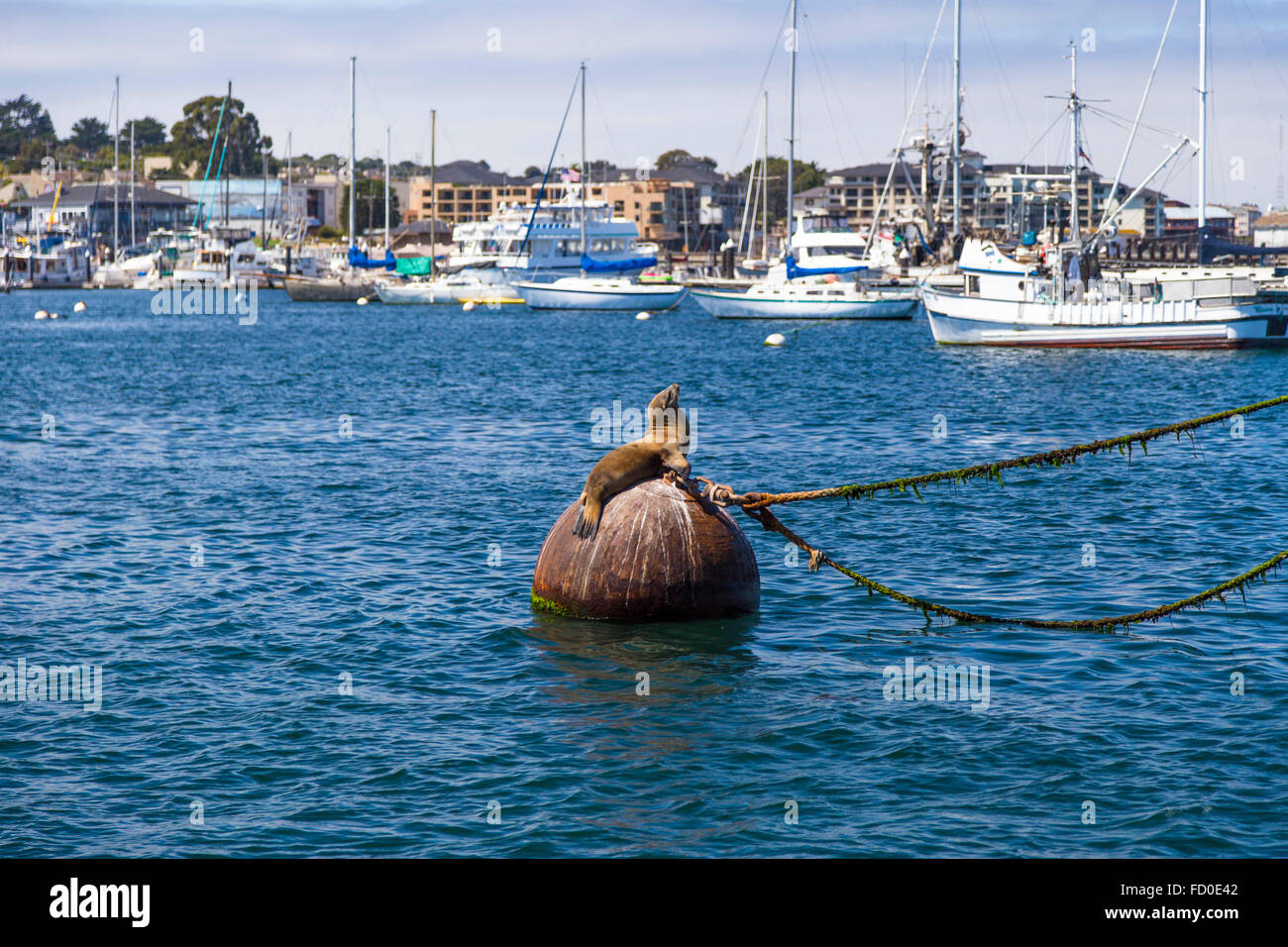 Sea lions and seals on the pier in Monterey, California Stock Photo Alamy