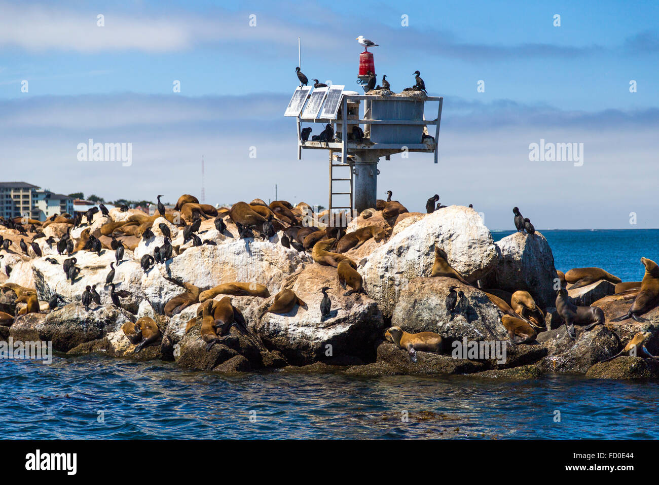Sea lions and seals on the pier in Monterey, California Stock Photo Alamy