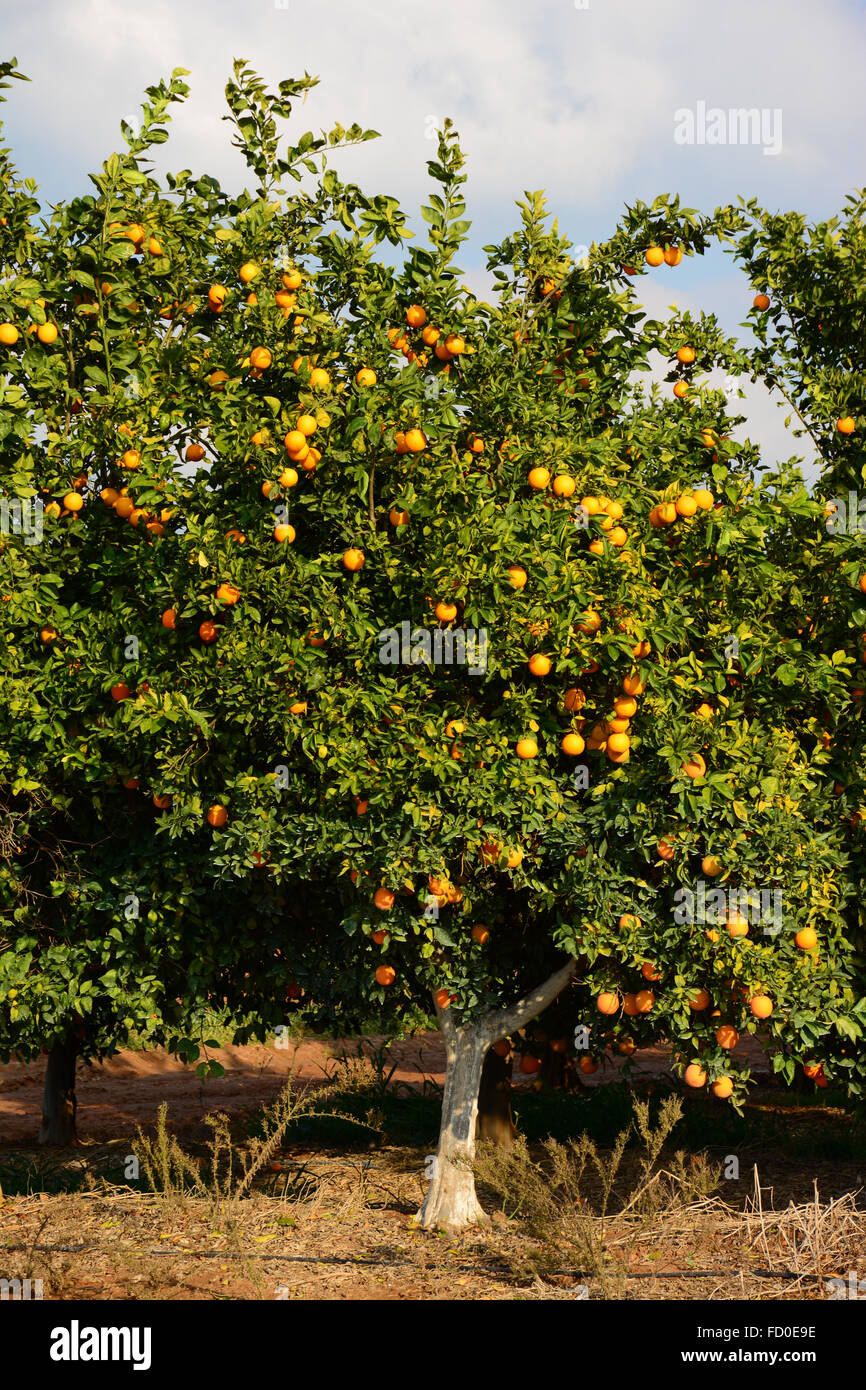 Orange Tree in orchard Stock Photo