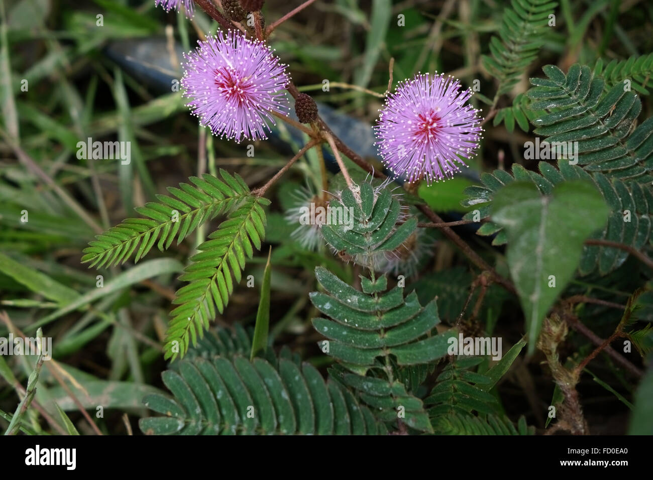 Sensitivity plant, Mimosa pudica, flowereing on waste ground in Quang Ninh Provice, north Vietnam Stock Photo