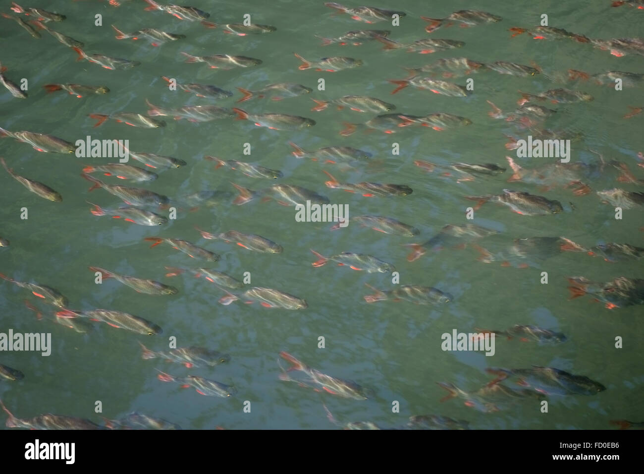 Tinfoil barbs, Barbonymus schwanenfeldii, a shoal of fish swimming in the shallow water on the River Kwai Stock Photo