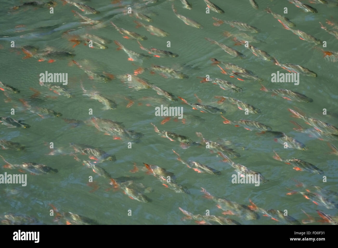 infoil barbs, Barbonymus schwanenfeldii, a shoal of fish swimming in the shallow water on the River Kwai Stock Photo