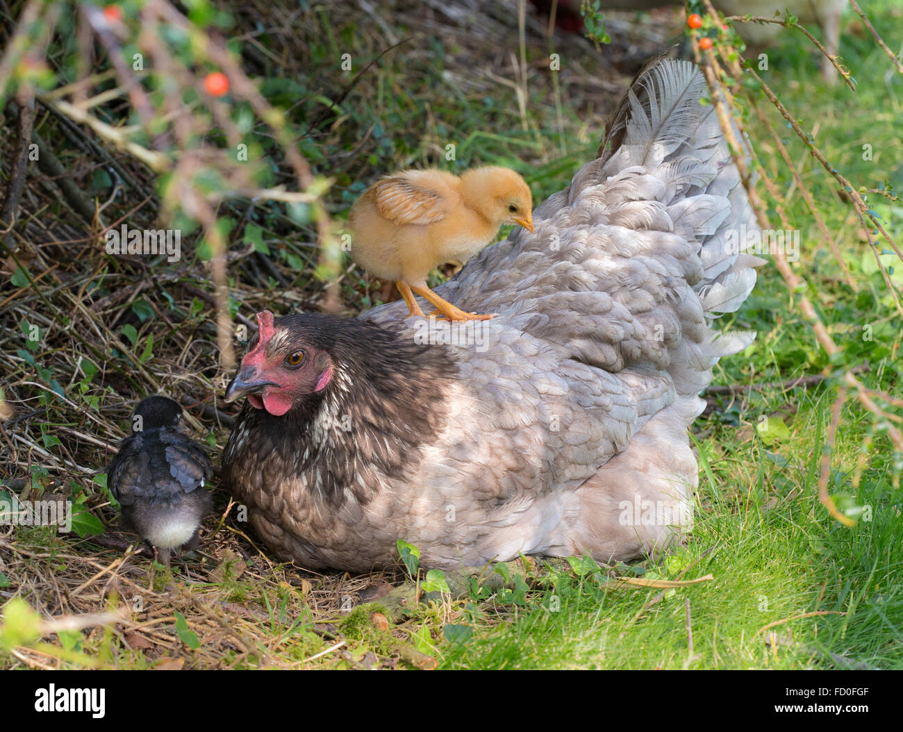 baby chicken and hen Stock Photo - Alamy