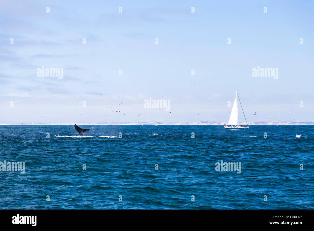 Isolated yacht sailing in the blue Atlantic Ocean near Monterey, California Stock Photo
