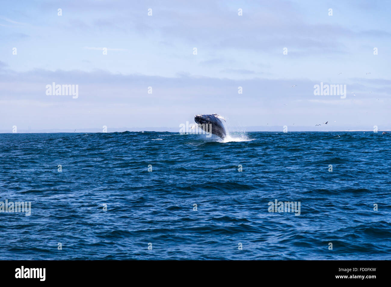 Humpback whale (Megaptera novaeangliae)jumping out of water in Monterey bay, California Stock Photo