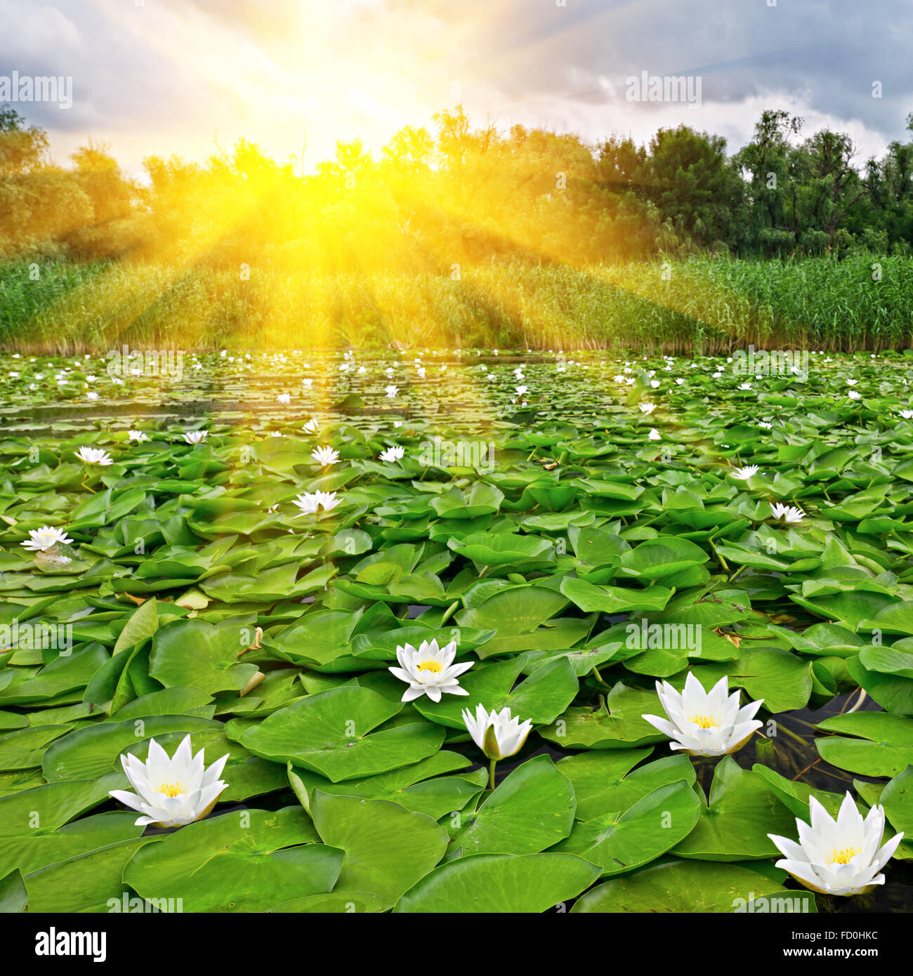 Beautiful Sunrise over a spring lake with a white lilies Stock Photo - Alamy
