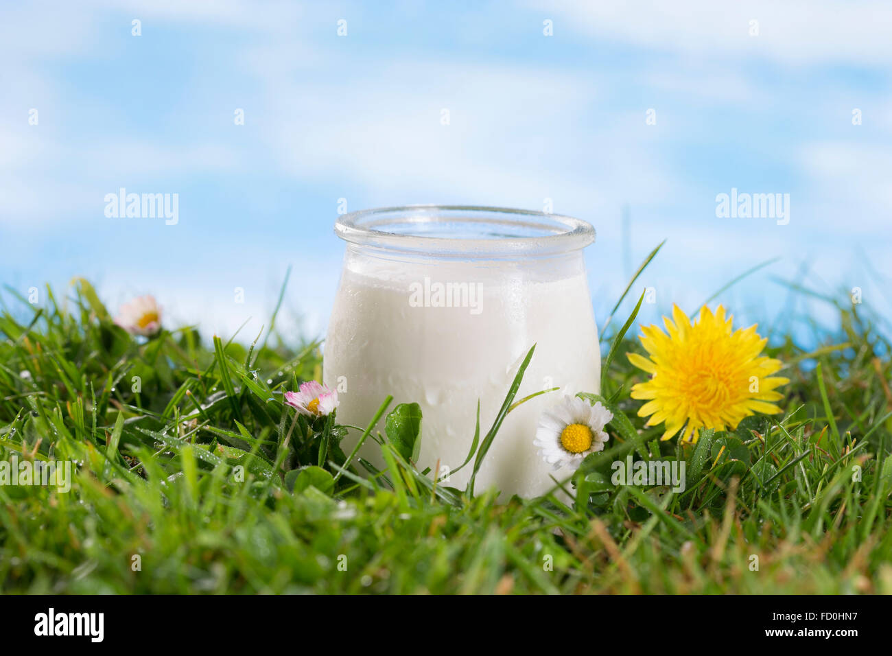 Yogurt on the grass with cflowers Stock Photo