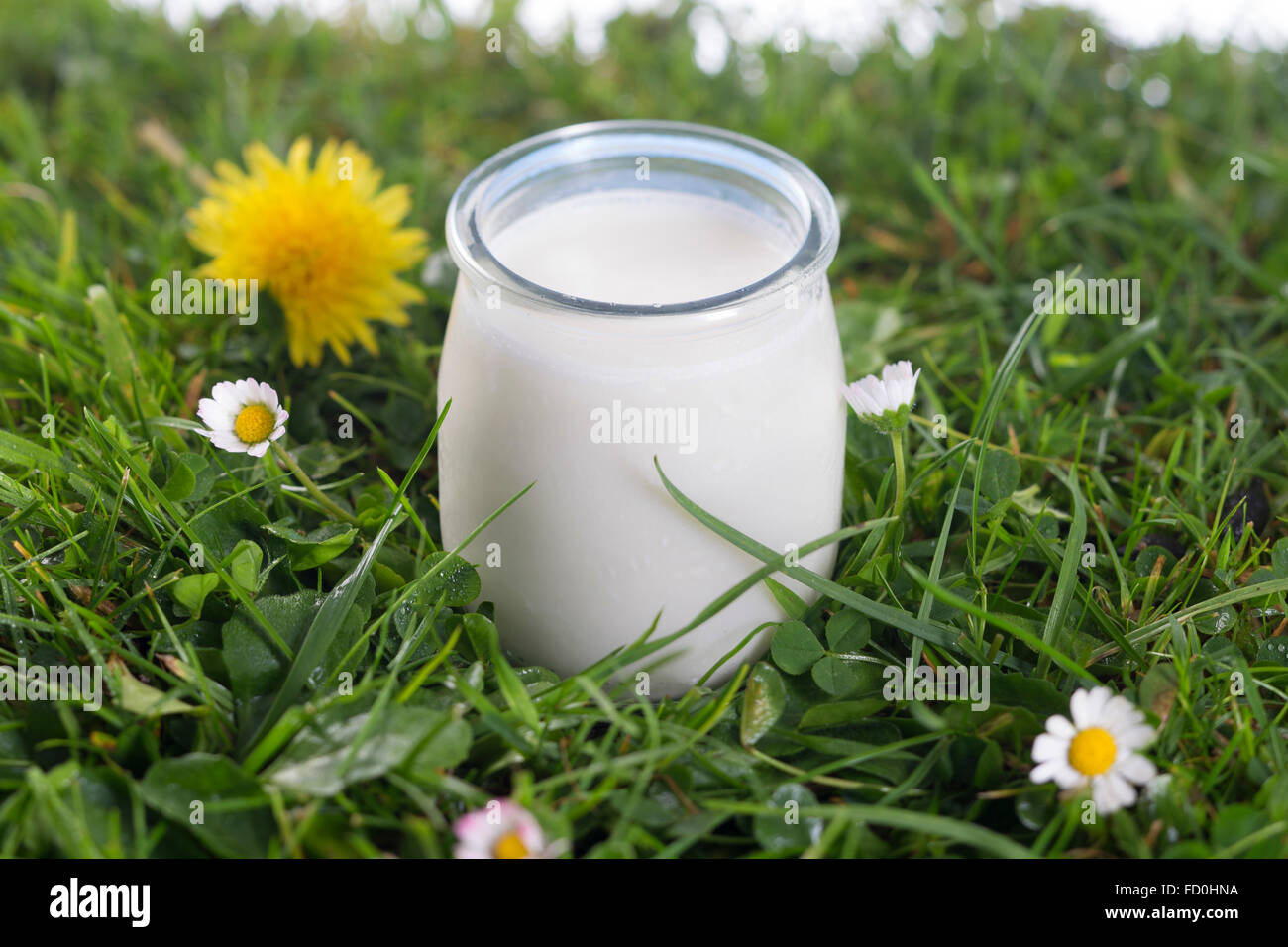 Yogurt jar on the grass with cflowers Stock Photo