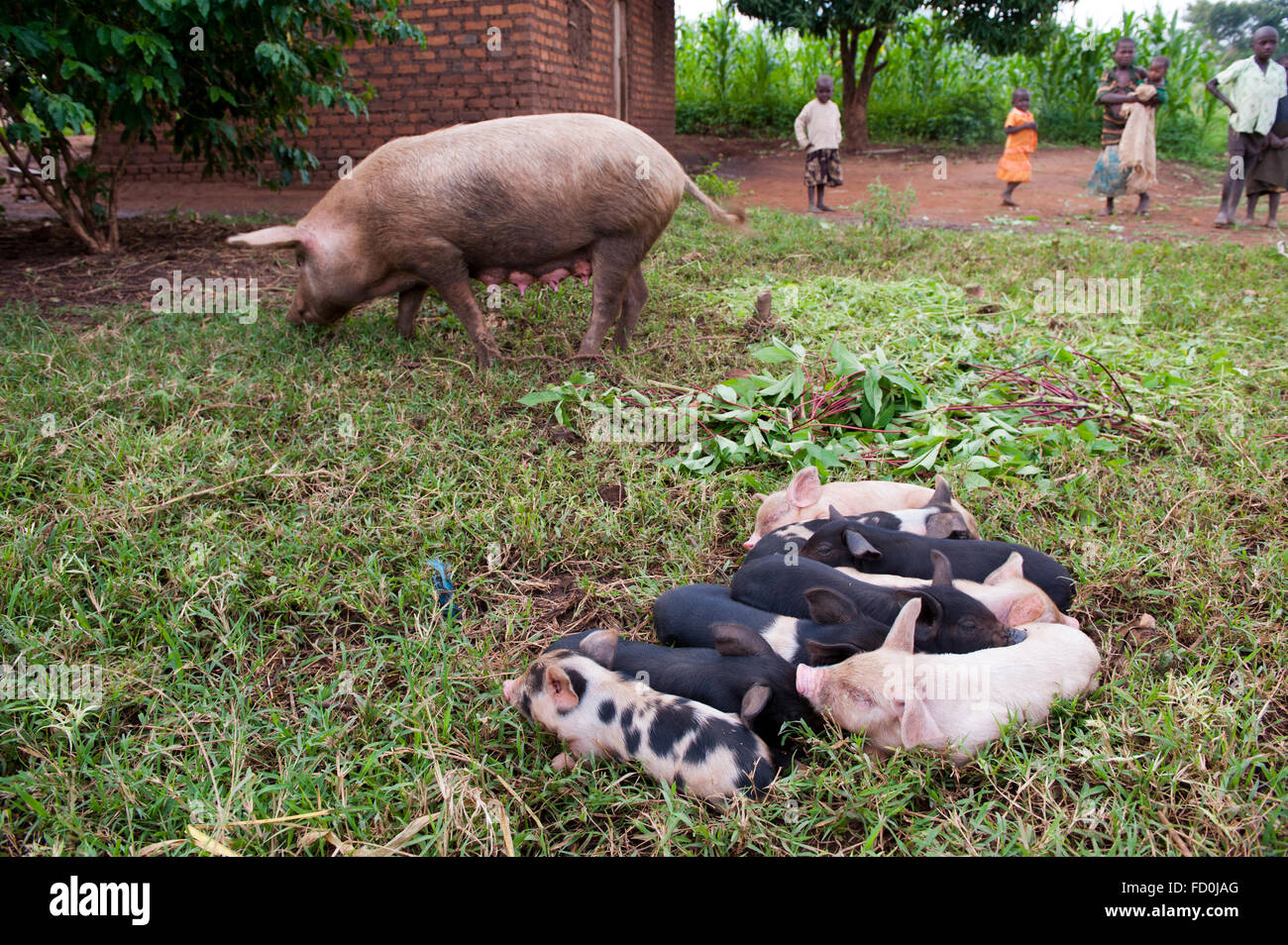 Sow with piglets on small farm, Uganda Stock Photo Alamy