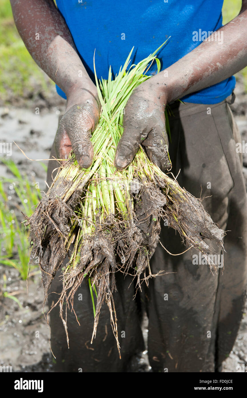 Worker up to his knees in mud in a paddy field planting new rice plants