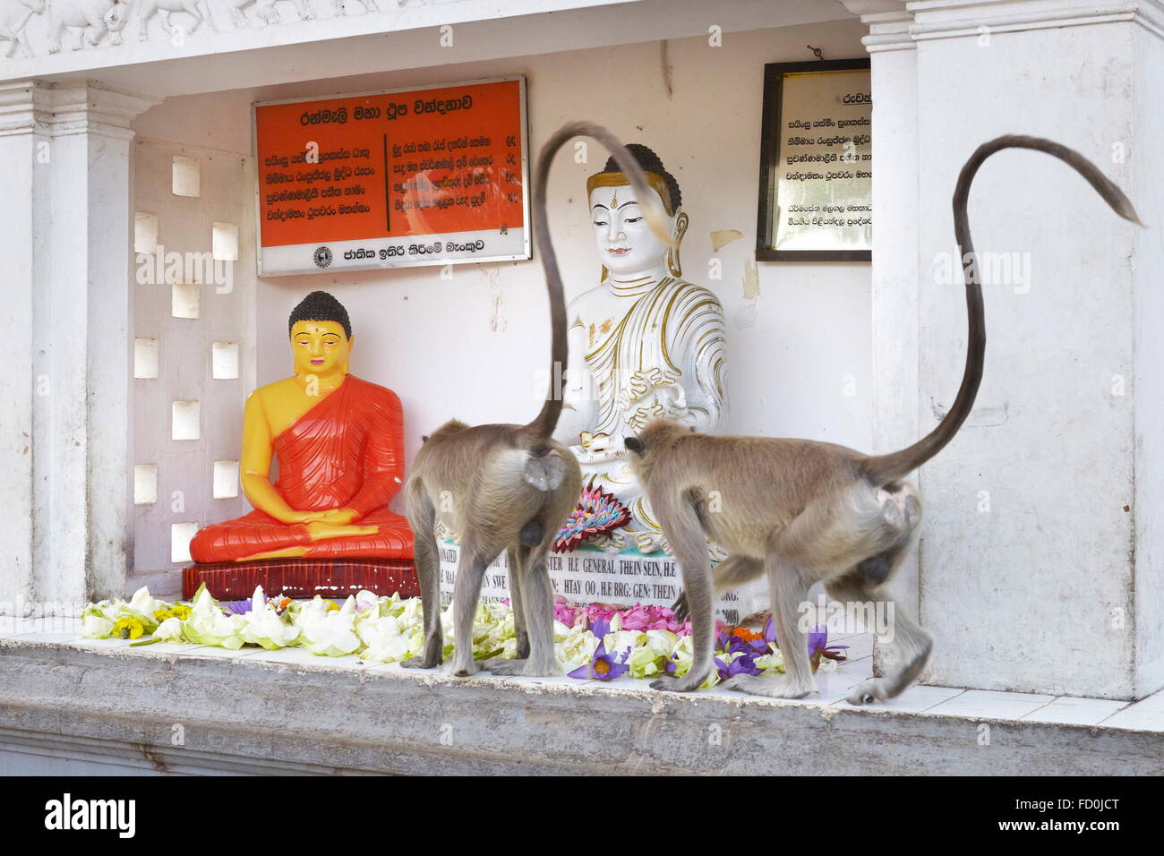Sri Lanka -  monkeys sneak lotus flowers, Anuradhapura, Ruwanveliseya Dagoba, UNESCO World Heritage Site Stock Photo