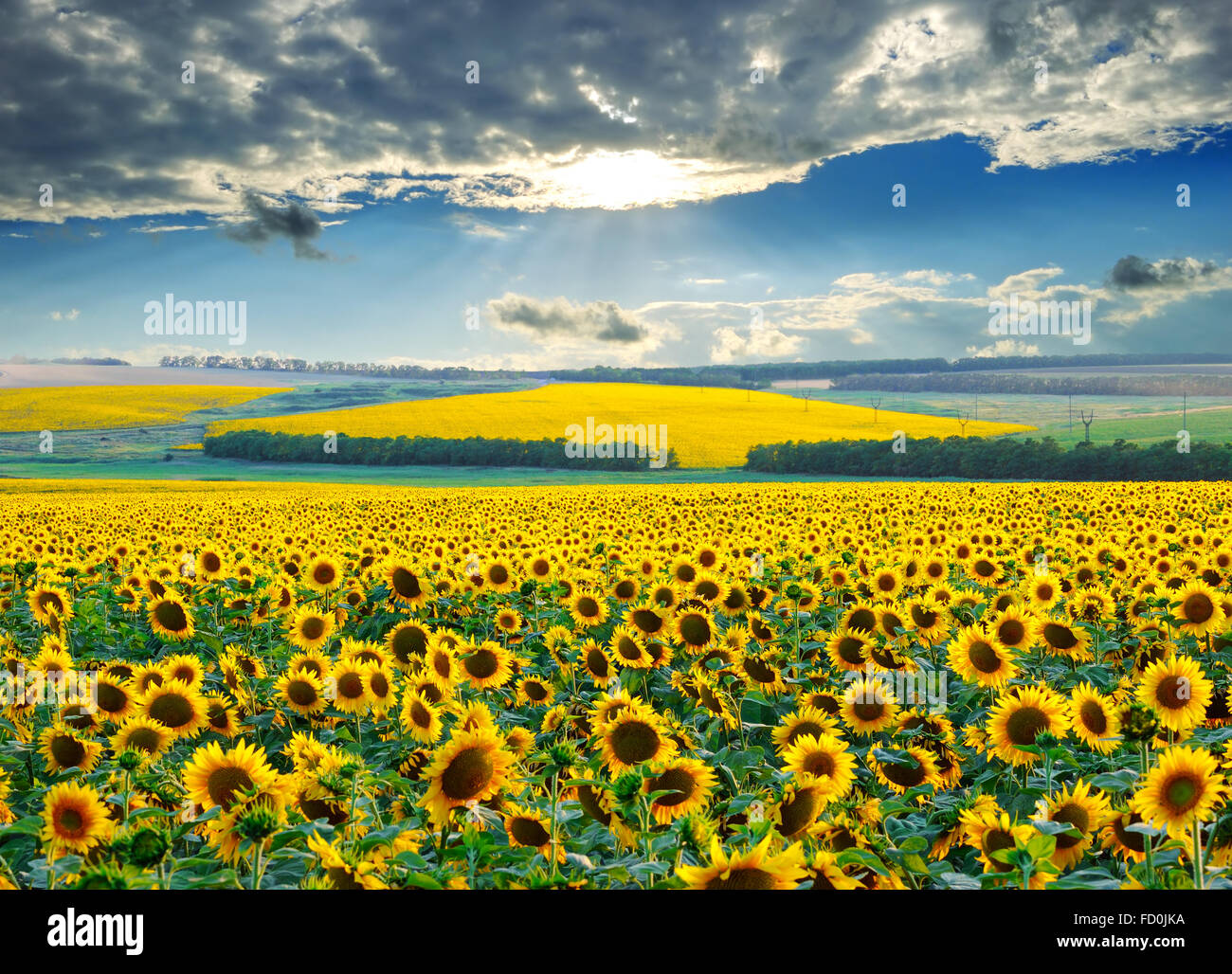 Morning sunflower hi-res stock photography and images - Alamy
