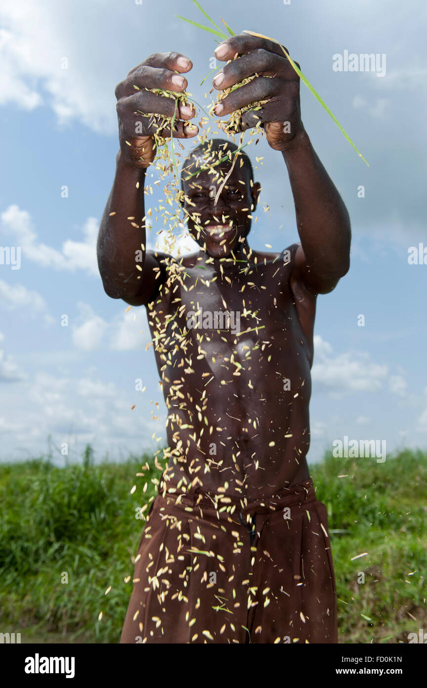 Ugandan man holding grains of rice after threshing. Uganda Stock Photo ...