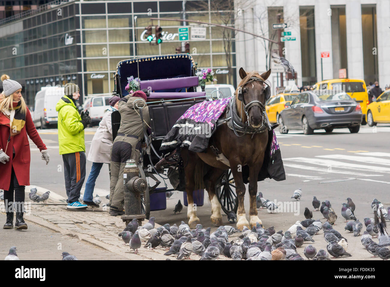 Nyc horse carriage industry hi-res stock photography and images - Alamy