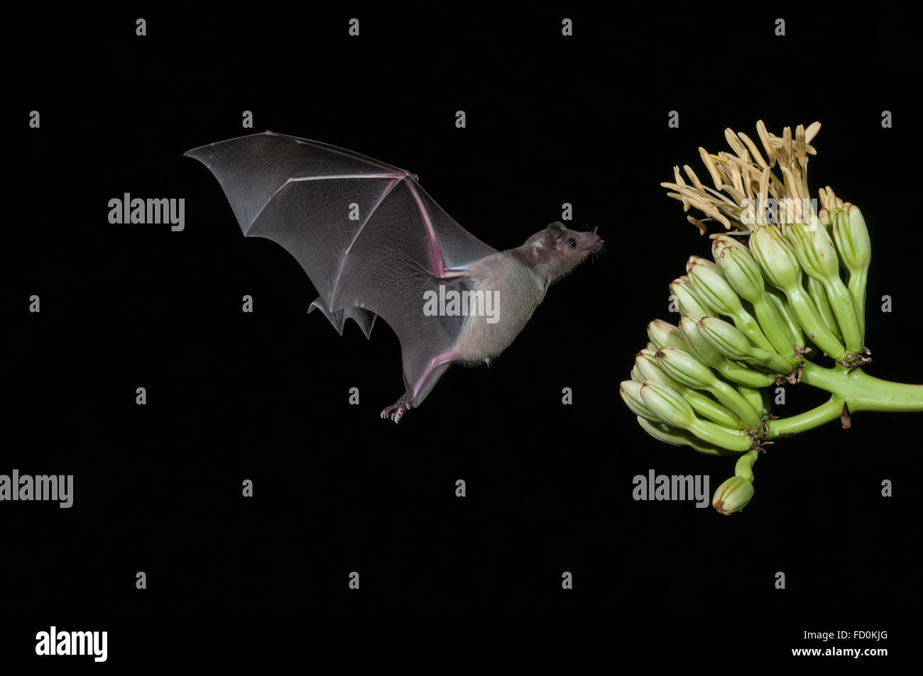 Lesser long-nosed bat, Leptonycteris yerbabuenae (curasoae), feeding on agave blooms, Green Valley, Arizona, USA Stock Photo