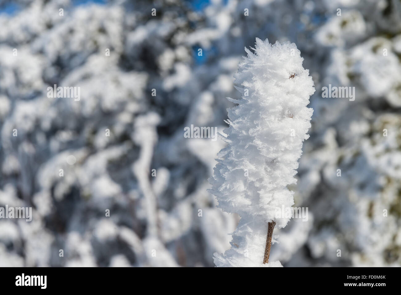 Branch covered with hoarfrost and snow in winter Stock Photo