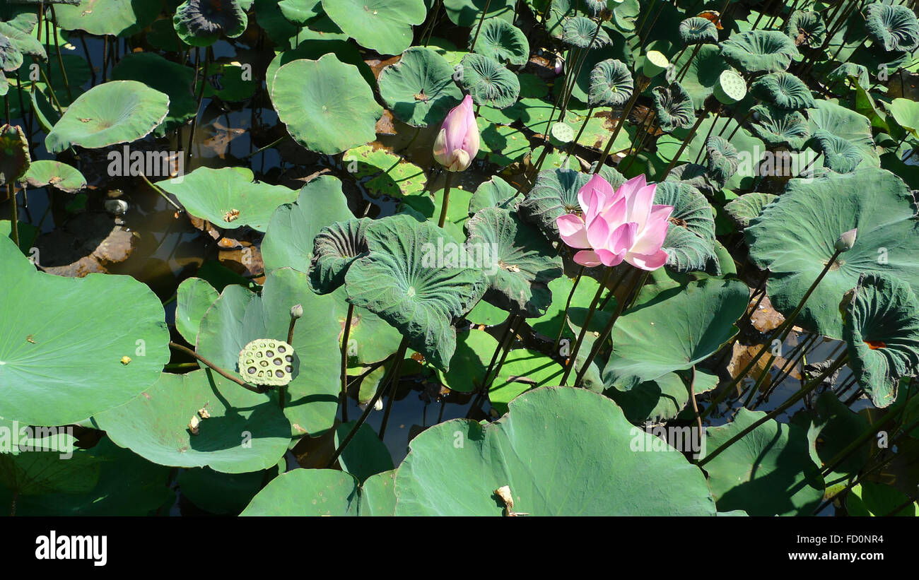 Lotus flower, bud, and seed pod Stock Photo