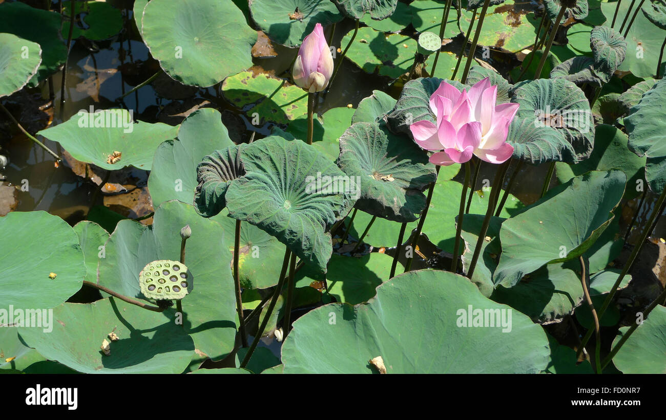 Lotus flower, bud and seed pod Stock Photo