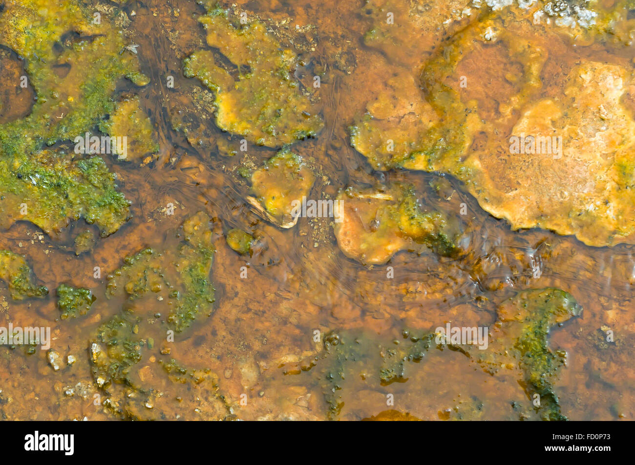 Colorful algae and bacteria grow in hot geothermal runoff from a hot pool in Yellowstone National Park. Stock Photo