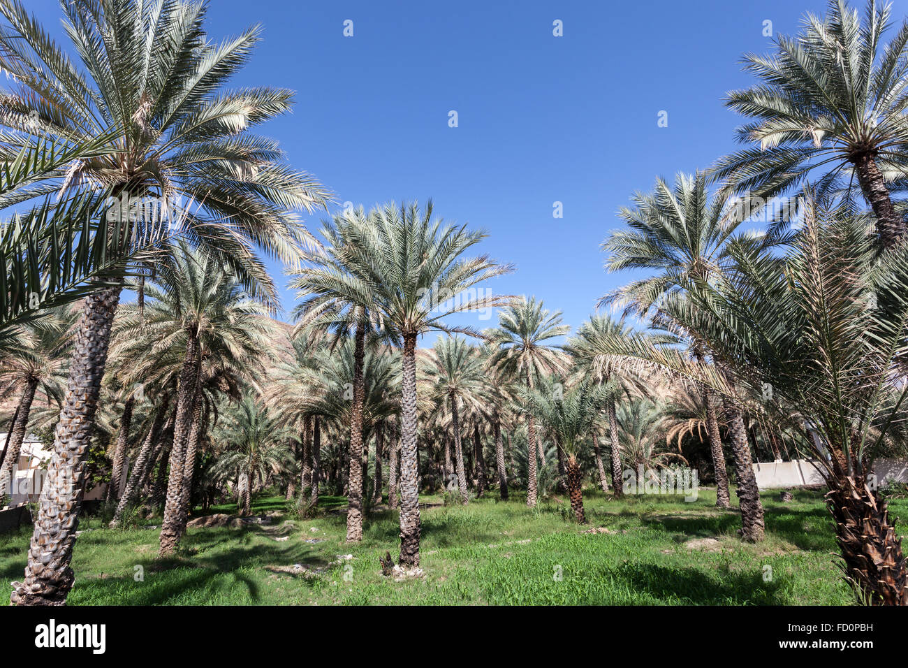 Palm trees in an oasis, Oman Stock Photo