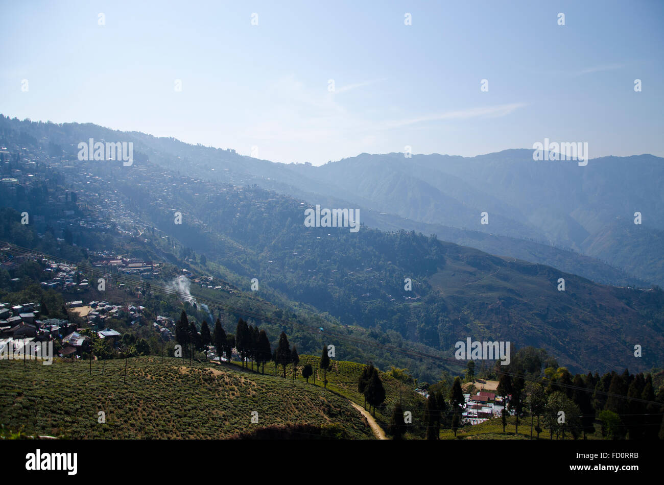 Tea plantations in Darjeeling,  West Bengal, India Stock Photo