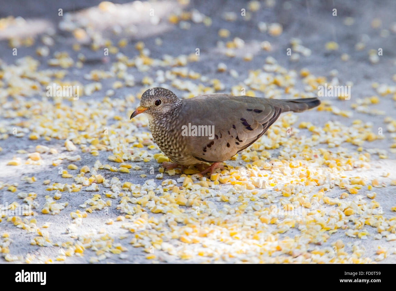 Common Ground Dove Columbina Passerina Adult Feeding On Grain