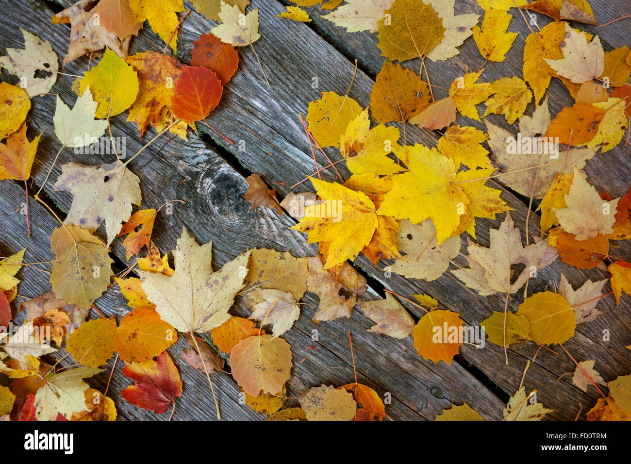 Autumn maple leaves scattered on old wood Stock Photo