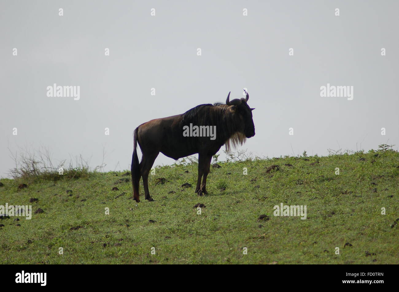 African wildebeest hi-res stock photography and images - Alamy