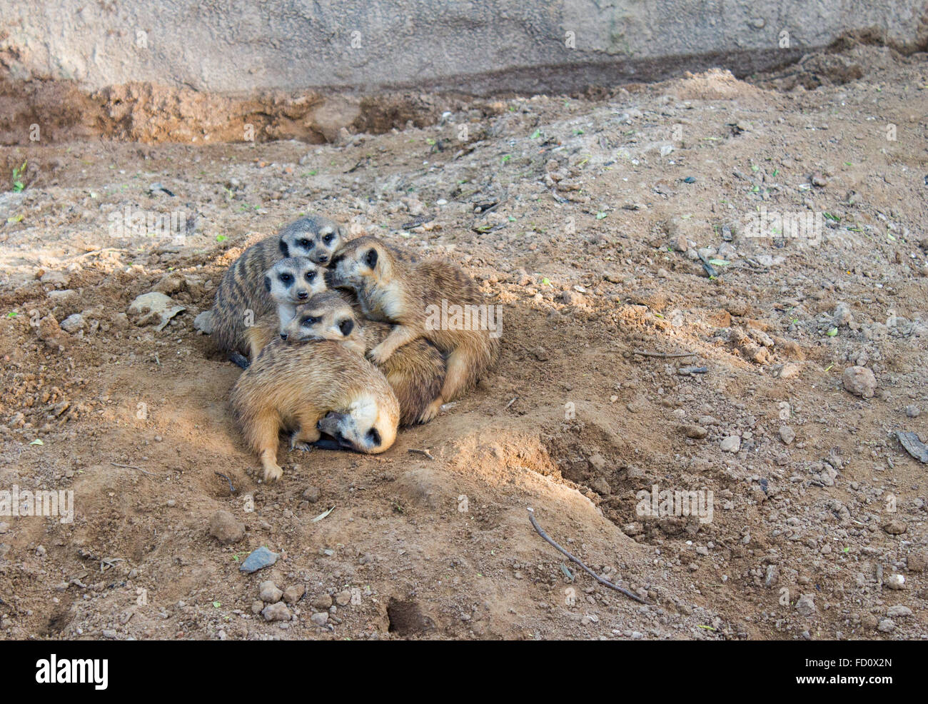 Meerkat grouped at the zoo Stock Photo
