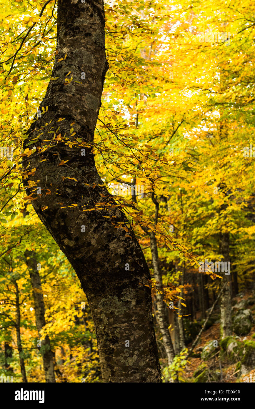 That curved tree on the Serra da Estrela, Portugal Stock Photo