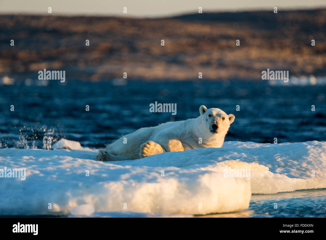 Canada, Nunavut Territory, Adult male Polar Bear (Ursus maritimus) resting on drifting pack ice near mouth of Wager Bay and Ukku Stock Photo