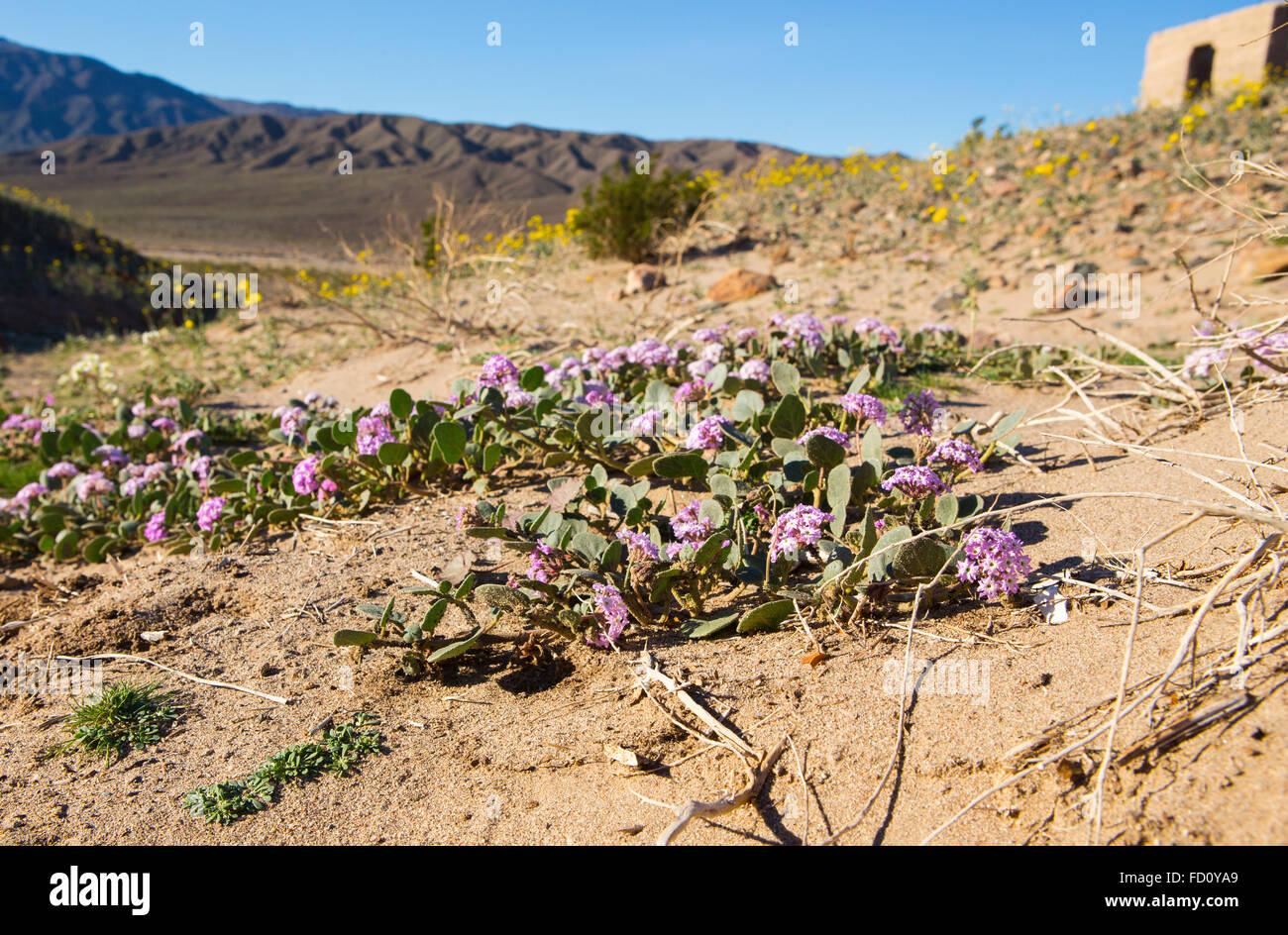 Death Valley, California, USA. 26th January, 2016. sand verbena have started blooming in the Southern end of the National park around the Ashford Mill area. The wildlower display should continue to grow and expand accross the valley over the next few months. Credit:  Duncan Selby/Alamy Live News Stock Photo