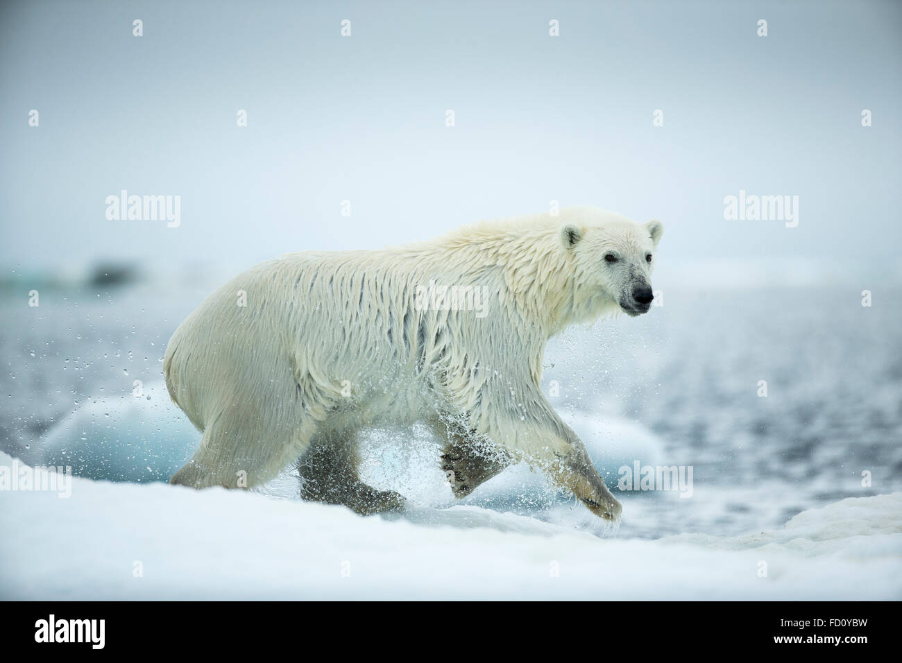 Canada, Nunavut Territory, Repulse Bay, Polar Bear (Ursus maritimus) leaping between melting sea icebergs near Harbour Islands Stock Photo