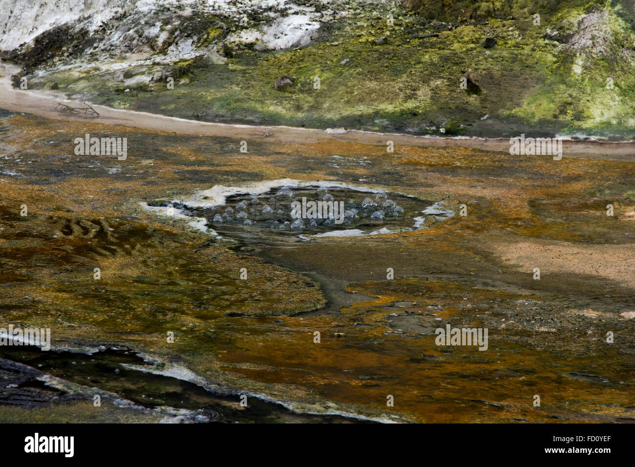 Bubbling water at the Warbrick Terraces in the Waimangu Valley in New Zealand. Stock Photo