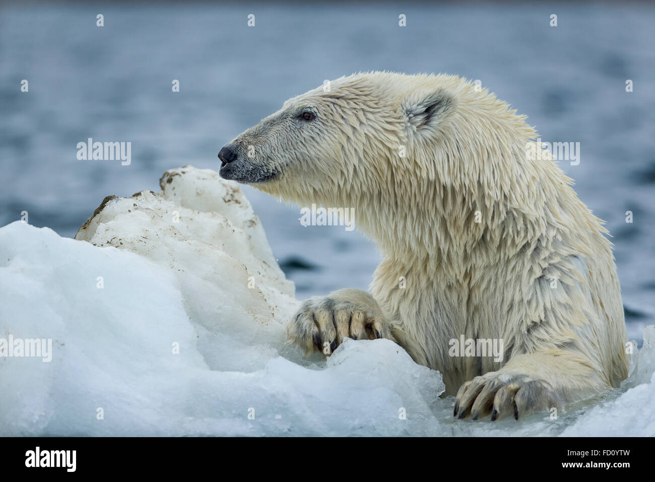 Canada, Nunavut Territory, Repulse Bay, Polar Bear (Ursus maritimus ...