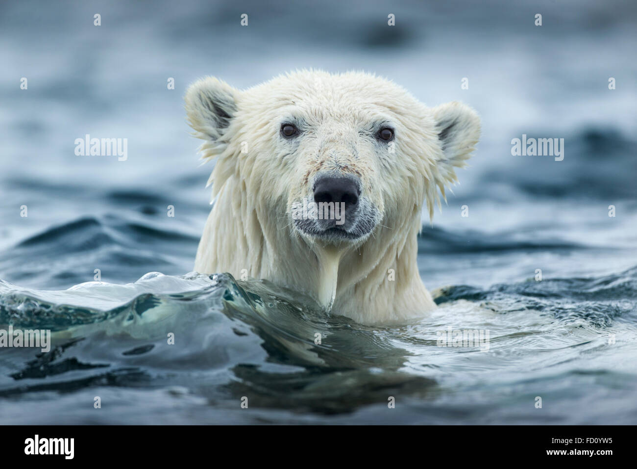 Canada, Nunavut Territory, Repulse Bay, Polar Bear (Ursus maritimus) swimming near Harbour Islands Stock Photo