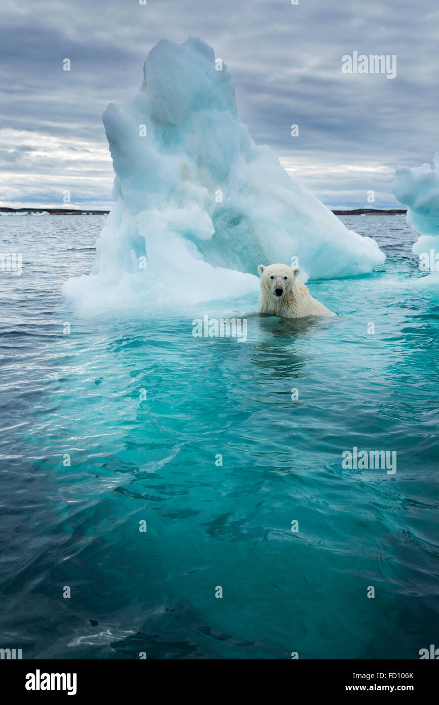 Canada, Nunavut Territory, Repulse Bay, Polar Bear (Ursus maritimus) swimming beside melting iceberg near Arctic Circle on Hudso Stock Photo