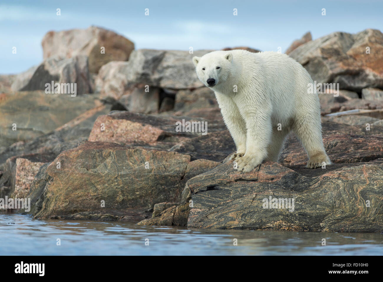 Canada, Nunavut Territory, Repulse Bay, Polar Bear (Ursus maritimus) standing at water’s edge along Hudson Bay near Arctic Circl Stock Photo