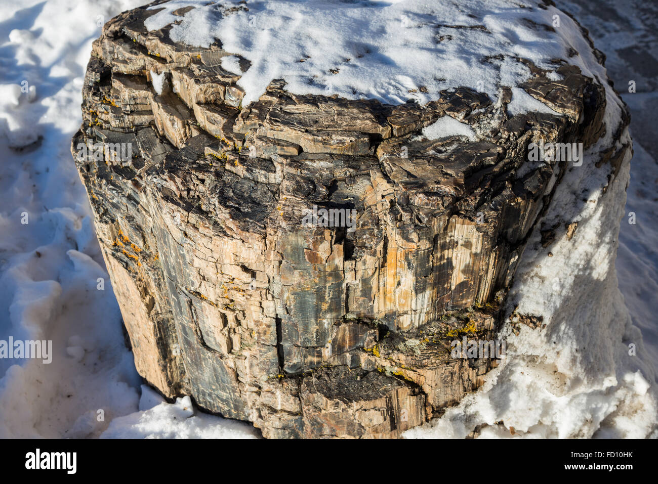 Petrified tree trunk in front of Visitor Center at the Mammoth Hot Springs. Yellowstone National Park, Wyoming, USA. Stock Photo