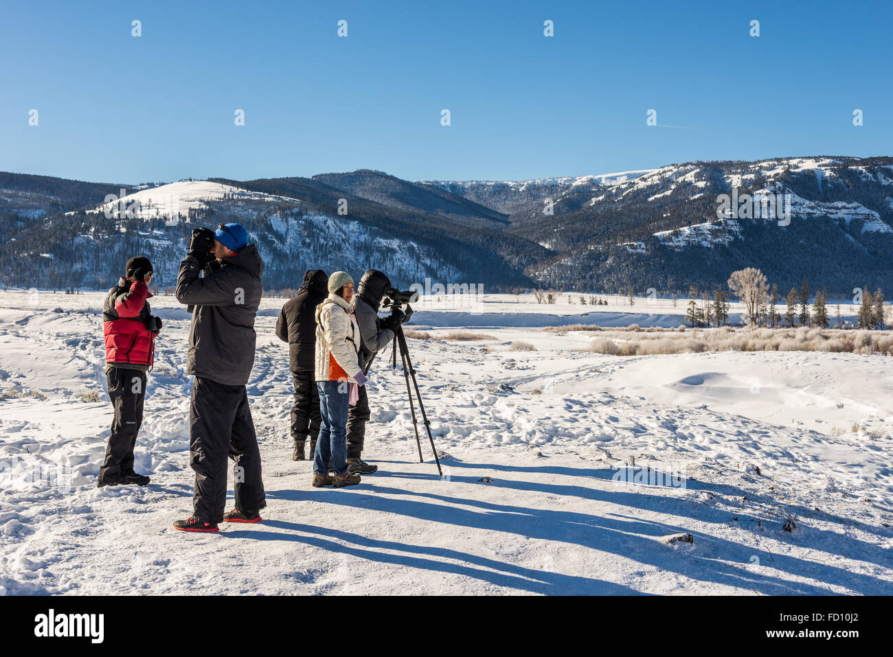 A group of wolf watchers search for wolves in cold winter. Yellowstone National Park, Wyoming, USA. Stock Photo
