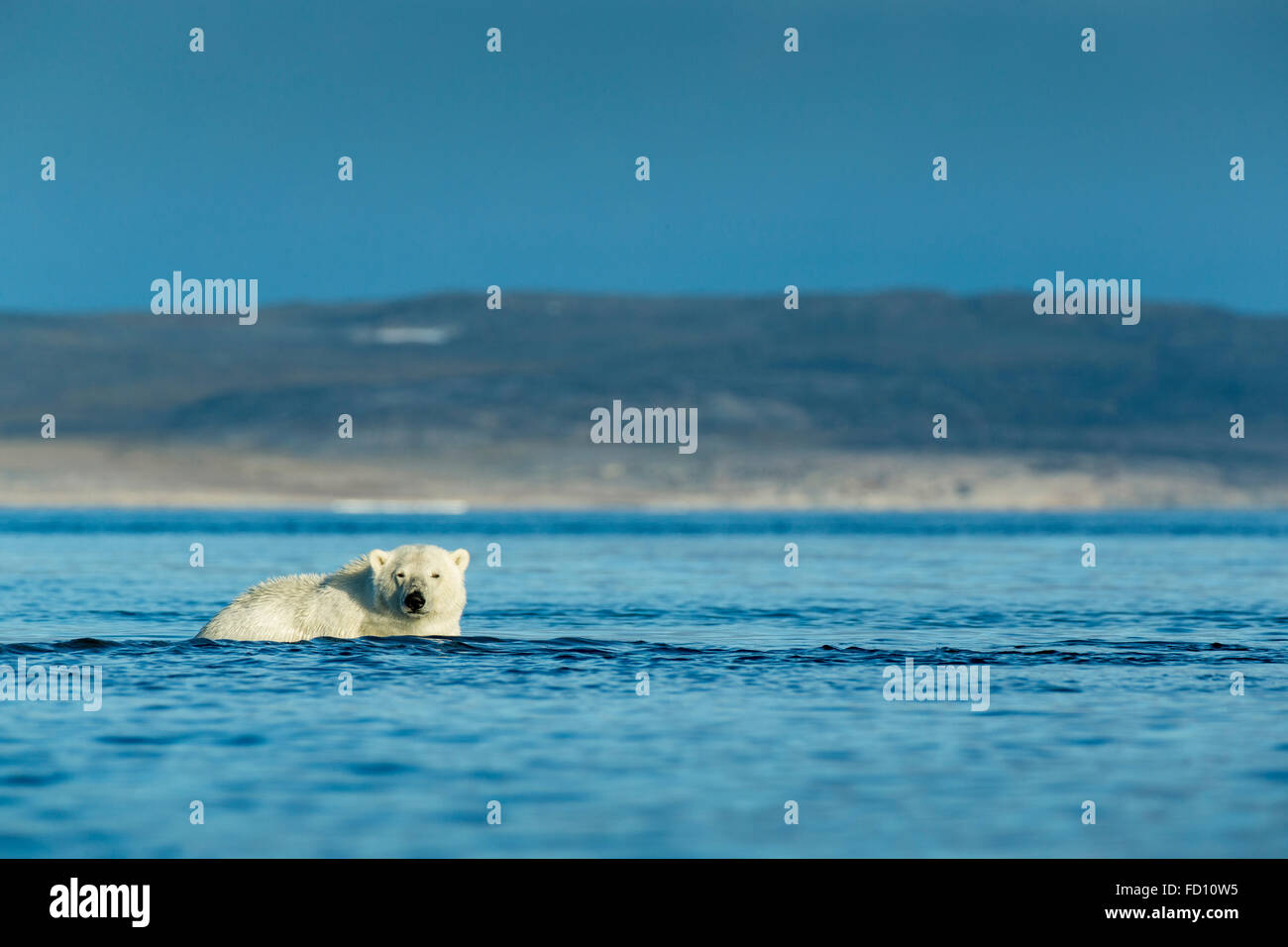 Canada, Nunavut Territory, Repulse Bay, Polar Bear (Ursus maritimus) wading into shallows along Hudson Bay shoreline Stock Photo